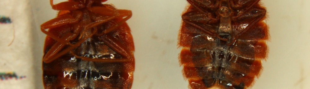 tale of two bad bugs: bed bug vs bat bug | South Dakota Bugs